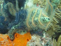 Blue and yllow sae stars.jpg