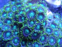 Radioactive Dragon Eyes.JPG