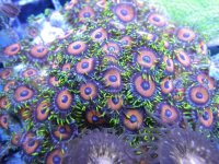 Pratt Reef Zoas.JPG