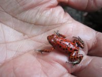 Holding Red Dart Frog.jpg