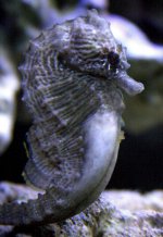 IMG_0560b.jpg