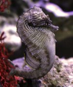 IMG_0565c.jpg