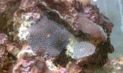 blue spotted mushroom rock.jpg