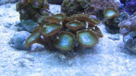 New corals from MA & CT 030.jpg