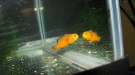 BlackIce Mix Clownfish & Naked Clownfish & Ocellaris 023.jpg