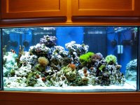 ImageUploadedByReefs1333650790.180539.jpg