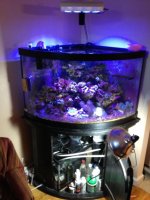 ImageUploadedByReefs1336914592.300637.jpg