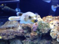 puffer.jpg