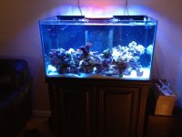 ImageUploadedByReefs1336914755.752004.jpg