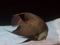MY FISH---9-19-2011 031.jpg