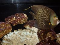 SALTWATER FISH 017.jpg