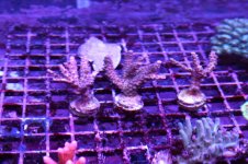 IMG_4238.jpg
