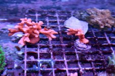 IMG_4236.jpg