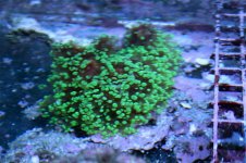 IMG_4239.jpg