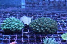 IMG_4240.jpg