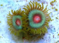 X MA1518 12 Tropical Breeze Zoanthids_300.jpg