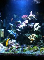 ImageUploadedByReefs1333857684.949230.jpg