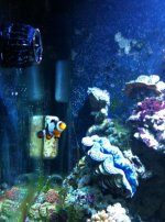 ImageUploadedByReefs1333859167.129787.jpg