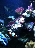 ImageUploadedByReefs1333859192.314026.jpg