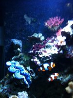 ImageUploadedByReefs1333859244.314403.jpg