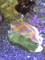ImageUploadedByReefs1333894993.083141.jpg