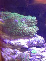 ImageUploadedByReefs1333895008.839967.jpg
