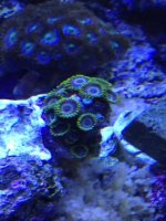 ImageUploadedByReefs1333895031.344781.jpg