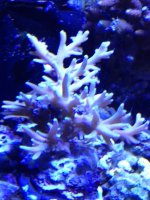 ImageUploadedByReefs1333924420.385031.jpg