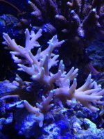 ImageUploadedByReefs1333924484.005073.jpg
