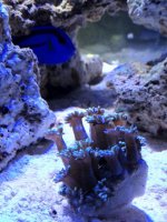 ImageUploadedByReefs1337203745.671867.jpg