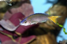 Blue Yellow Finned Fish.jpg
