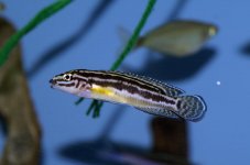 Fish Pic.jpg