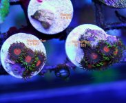 new pics frag swap may 011.JPG