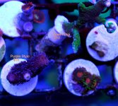 new pics frag swap may 015.JPG