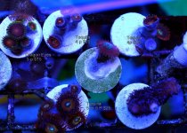 new pics frag swap may 017.JPG