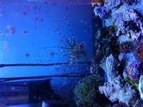 Lionfish.jpg