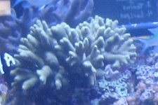 Green Porites.jpg