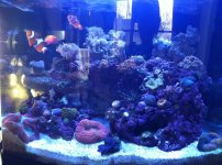 ImageUploadedByReefs1332022177.036088.jpg