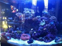ImageUploadedByReefs1332022201.956114.jpg