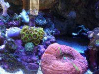 ImageUploadedByReefs1332022221.869495.jpg
