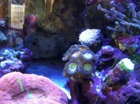 ImageUploadedByReefs1332022242.829820.jpg