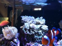 ImageUploadedByReefs1332022266.916970.jpg