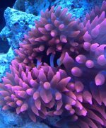 anemone.JPG
