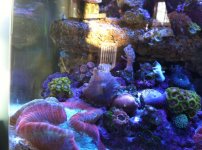ImageUploadedByReefs1332022285.620574.jpg