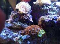 ImageUploadedByReefs1332022325.653915.jpg