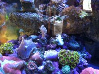 ImageUploadedByReefs1332022353.014324.jpg