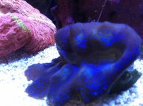 ImageUploadedByReefs1332022379.557183.jpg