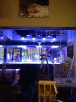 ImageUploadedByReefs1337445036.954668.jpg