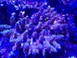 ImageUploadedByReefs1337447663.990631.jpg