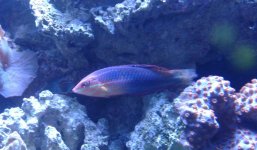 Wrasse.jpg